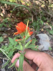 Castilleja applegatei pinetorum