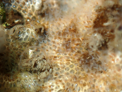 Cryptosula pallasiana