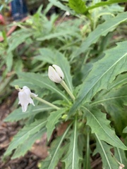 Hippobroma longiflora