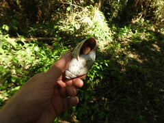 Megalobulimus
