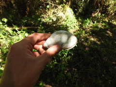 Megalobulimus
