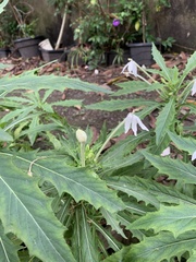 Hippobroma longiflora