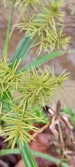 Cyperus odoratus image