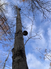 Hemipholiota populnea