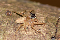 Cytaea