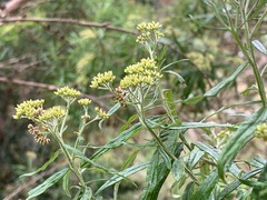 Ozothamnus ferrugineus
