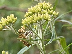 Ozothamnus ferrugineus