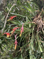 Aechmea nudicaulis