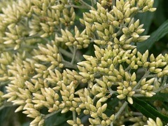 Ozothamnus ferrugineus