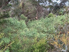 Ozothamnus ferrugineus
