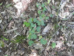 Hydrocotyle leucocephala