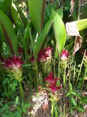 Curcuma zanthorrhiza