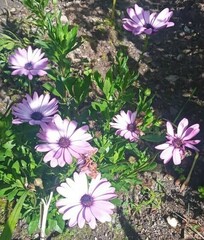 Dimorphotheca spectabilis