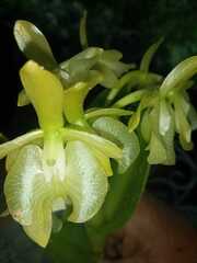Cycnoches
