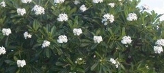 Plumeria obtusa