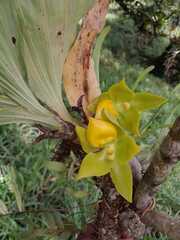 Cycnoches
