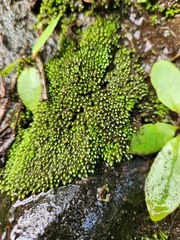 Hyophila