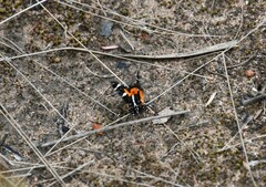 Hecatesia fenestrata
