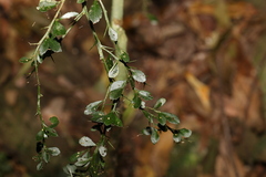 Citrus australasica