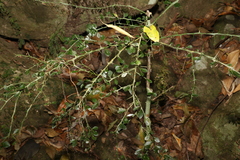 Citrus australasica