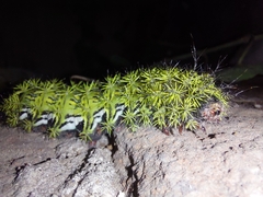 Automeris zephyria