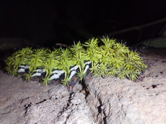 Automeris zephyria