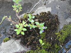 Stemodia verticillata