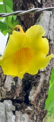 Allamanda cathartica