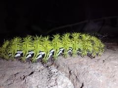 Automeris zephyria