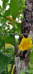 Allamanda cathartica