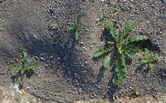 Phacelia crenulata ambigua