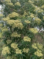 Ozothamnus ferrugineus