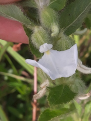 Pombalia calceolaria