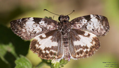 Chiomara georgina