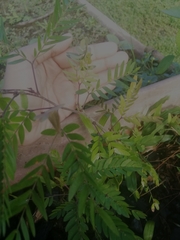 Senna siamea