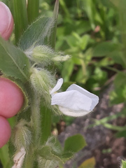 Pombalia calceolaria