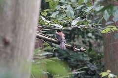 Hemixos castanonotus