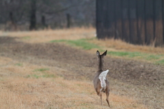 Odocoileus virginianus