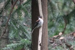 Hemixos castanonotus