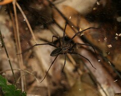 Corasoides australis