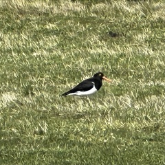 Haematopus leucopodus