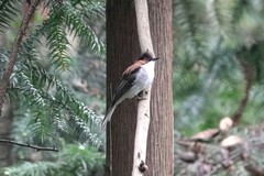 Hemixos castanonotus