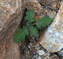 Phacelia crenulata ambigua