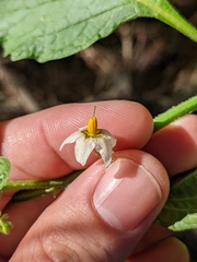 Solanum douglasii