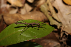 Pachymorpha springbrookensis