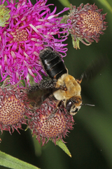 Ptilothrix bombiformis