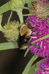 Ptilothrix bombiformis