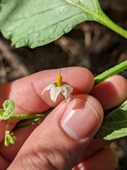 Solanum douglasii