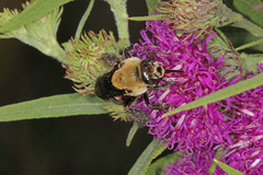 Ptilothrix bombiformis