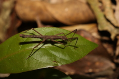 Pachymorpha springbrookensis